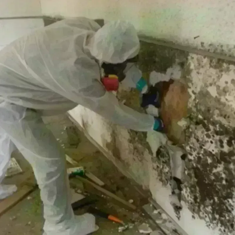 Mold Remediation and Removal in Lamar County, GA